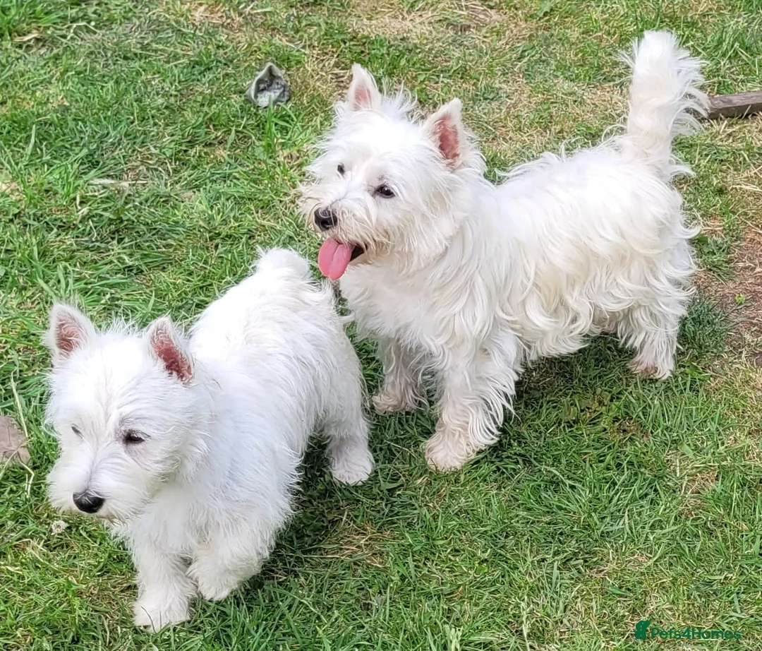 West Highland Terrier dogs for sale:  KC Reg. lovely West Highland White Terrier girl  - Advert 2