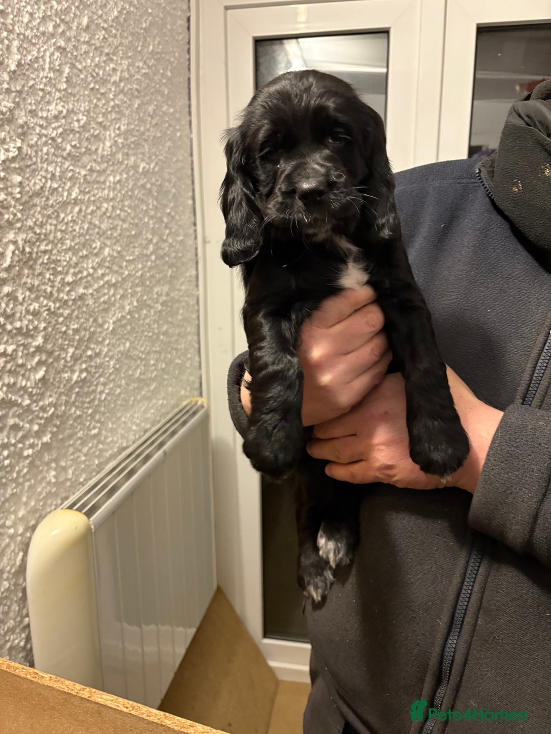 Cocker Spaniel dogs for sale: 2 Black and White Cocker Spaniel Pups - Advert 12
