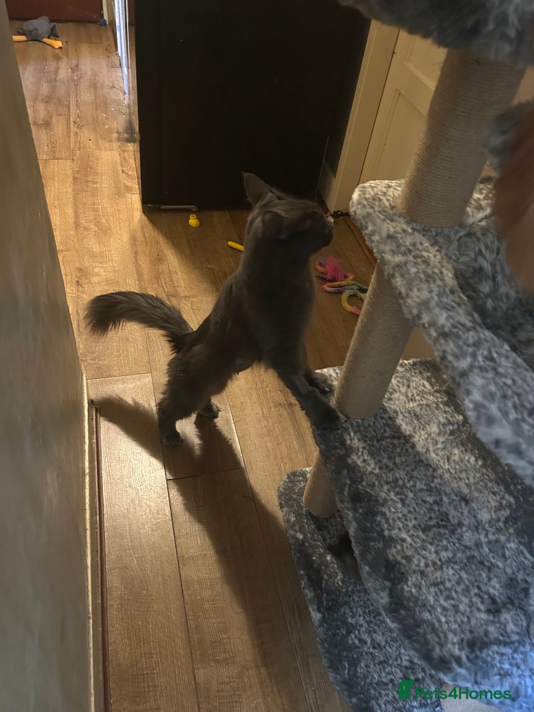 Maine Coon cats for sale: 8 beautiful mainecoon kittens for sale - Advert 4