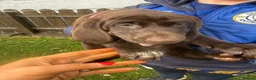 German Shorthaired Pointer dogs for sale: German Shorthaired Pointer puppies  - Advert 5
