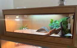 Bearded Dragon reptiles for sale: Baby bearded dragon  - Image 3
