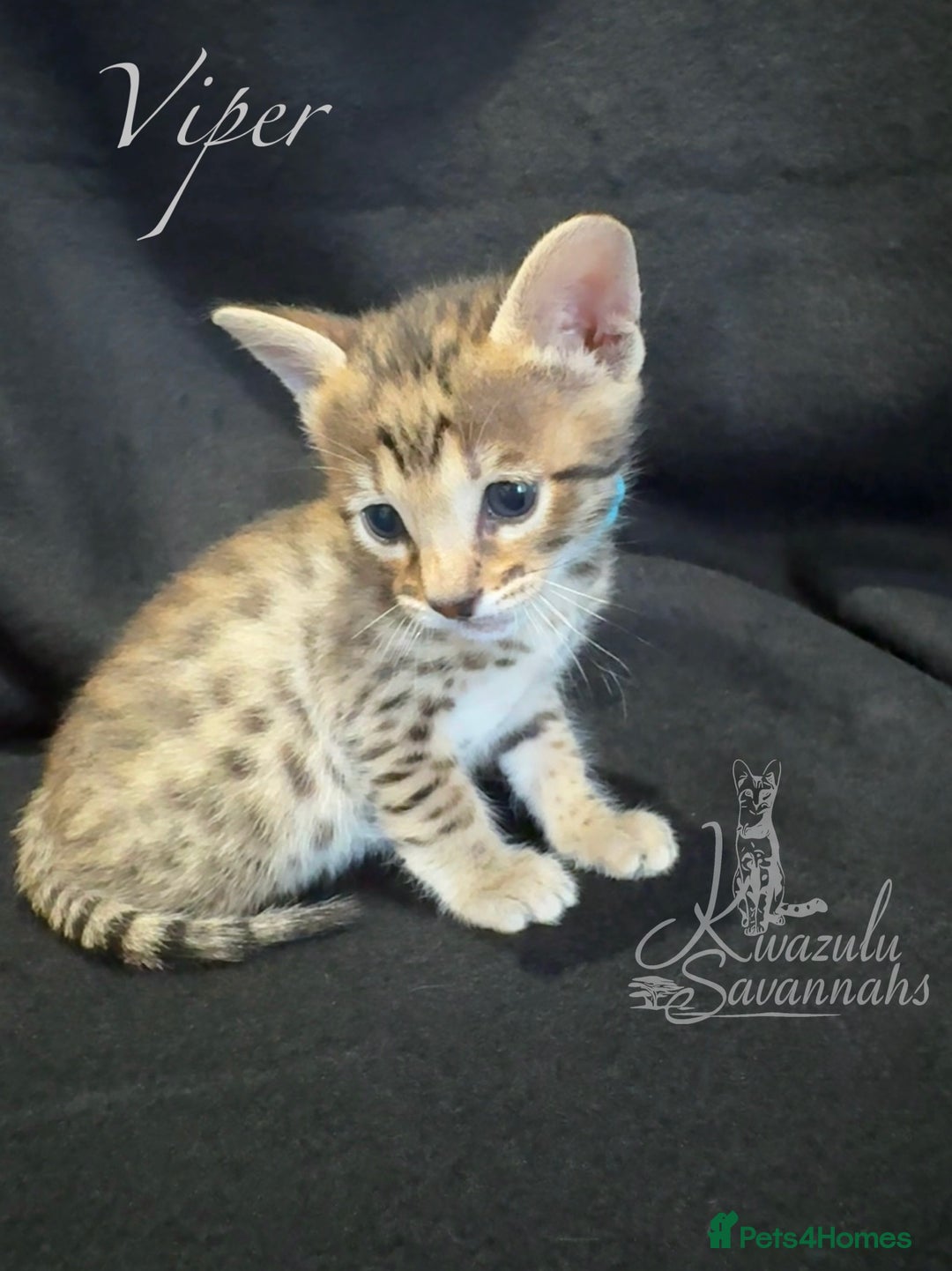 Savannah cats for sale: Exceptional Quality Tica Registr. Savannah Kittens - Image 19