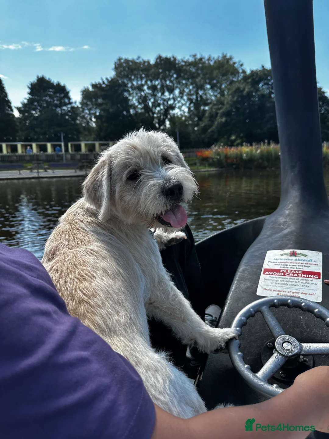 Mixed Breed dogs for sale: Luna - A Beautiful Labrador Mix - Advert 9