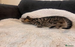 Bengal cats for sale: Female bengal kittens for sale  - Image 8