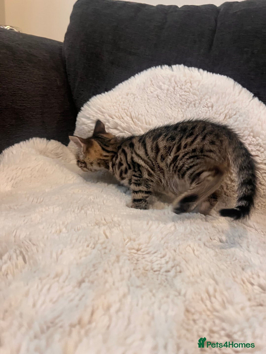 Bengal cats for sale: Female bengal kittens for sale  - Image 8
