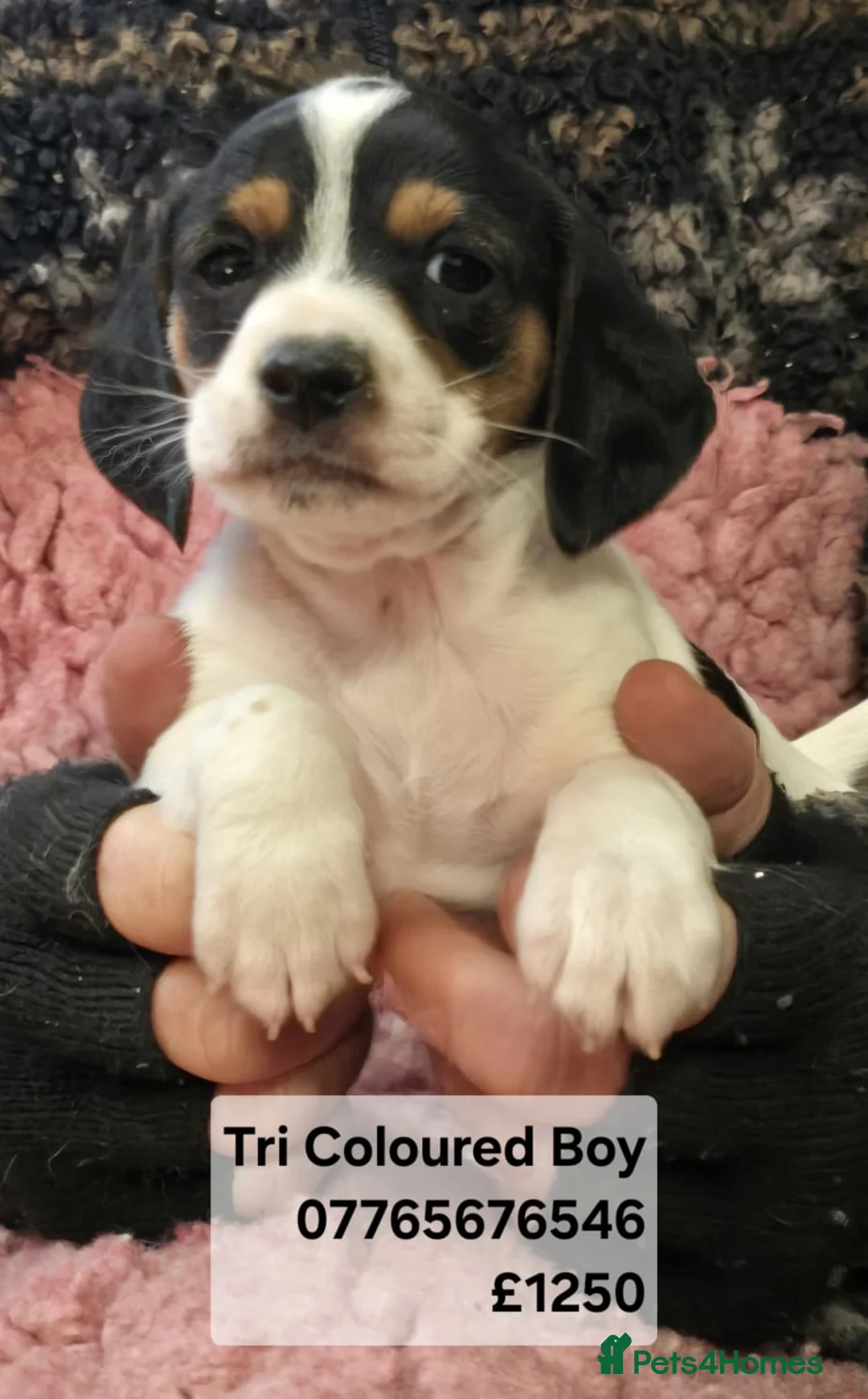 Mixed Breed dogs for sale: Jackapoo Puppies Homebred Ready To View Licenced  - Advert 4