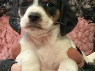 Mixed Breed dogs Jackapoo Puppies Homebred Ready To View Licenced - Advert 4