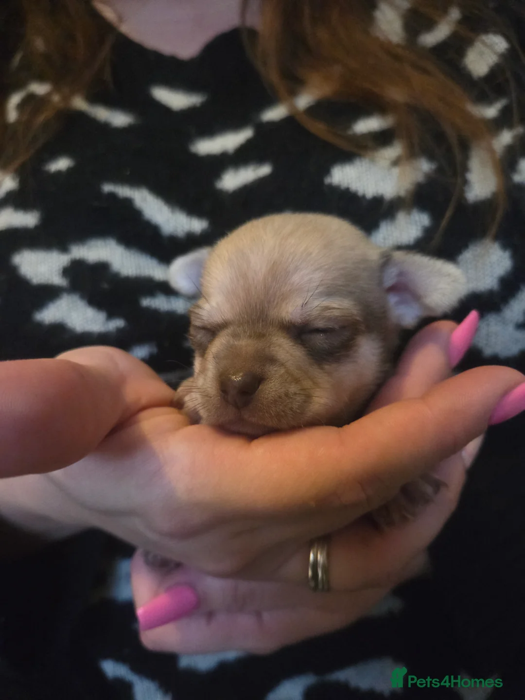 Chihuahua dogs for sale: Chihuahua Puppies - Advert 17
