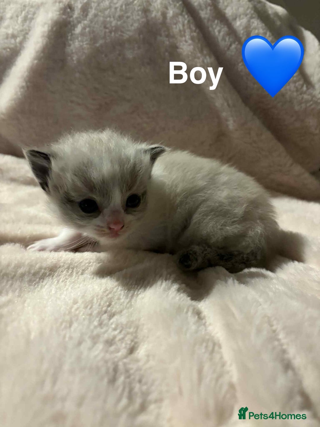 Ragdoll cats for sale: 2 Ragdoll kittens  - Advert 4