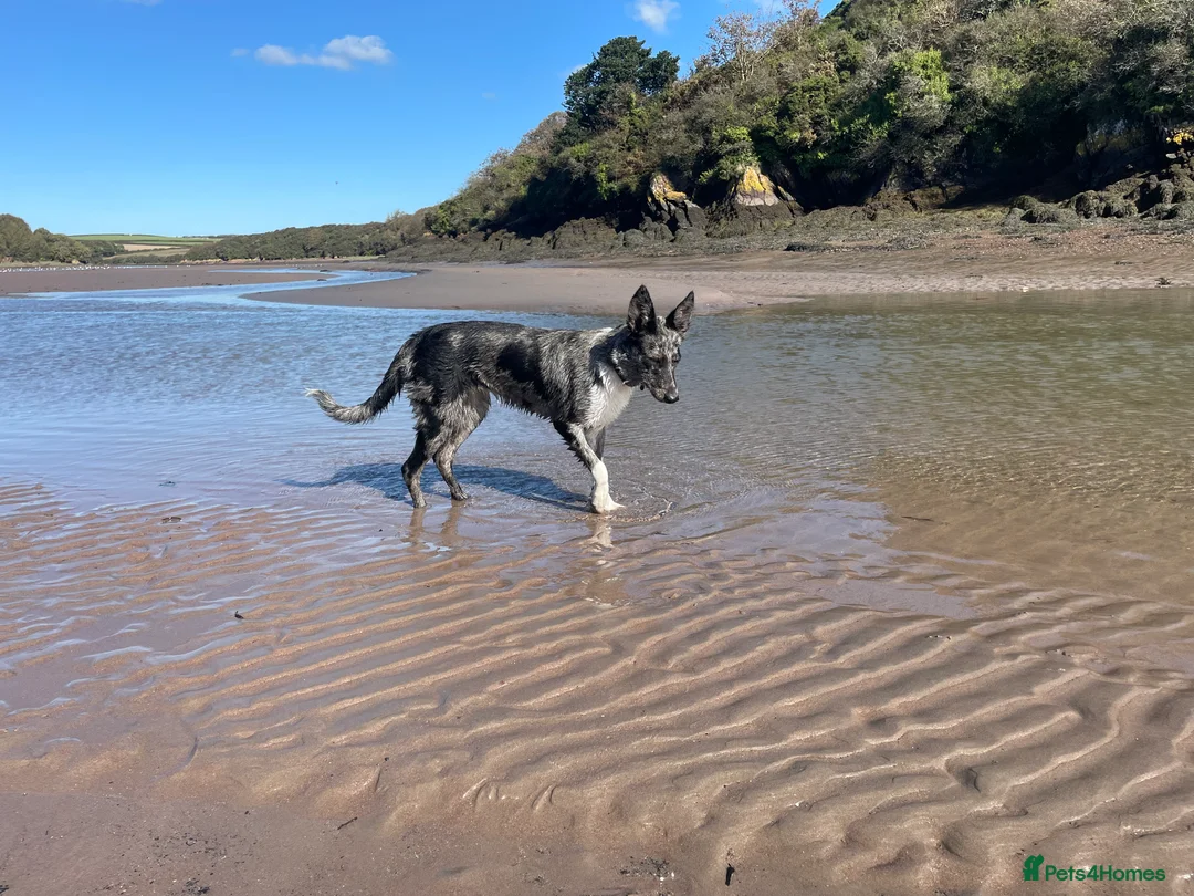 Border Collie dogs for sale: Beautiful Blue Merle Border Collie - Advert 4
