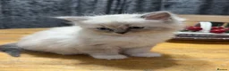 Ragdoll cats for sale: 6 adorable pure-ragdoll Kittens for sale in Walton-on-Thames - Advert 35