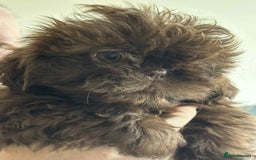 Shih Tzu dogs for sale: Pedigree shitzu puppies  - Image 5