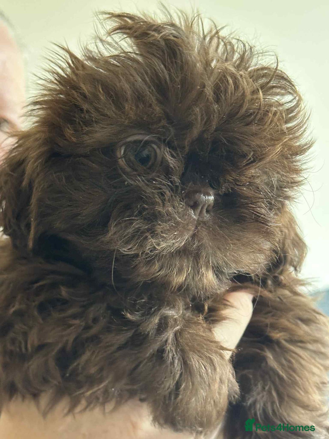 Shih Tzu dogs for sale: Pedigree shitzu puppies  - Image 5