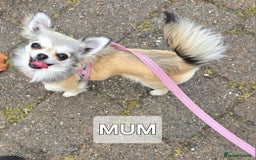 Chihuahua dogs for sale: Male Puppy Long haired Fawn and Sable Chihuahuas  - Advert 18