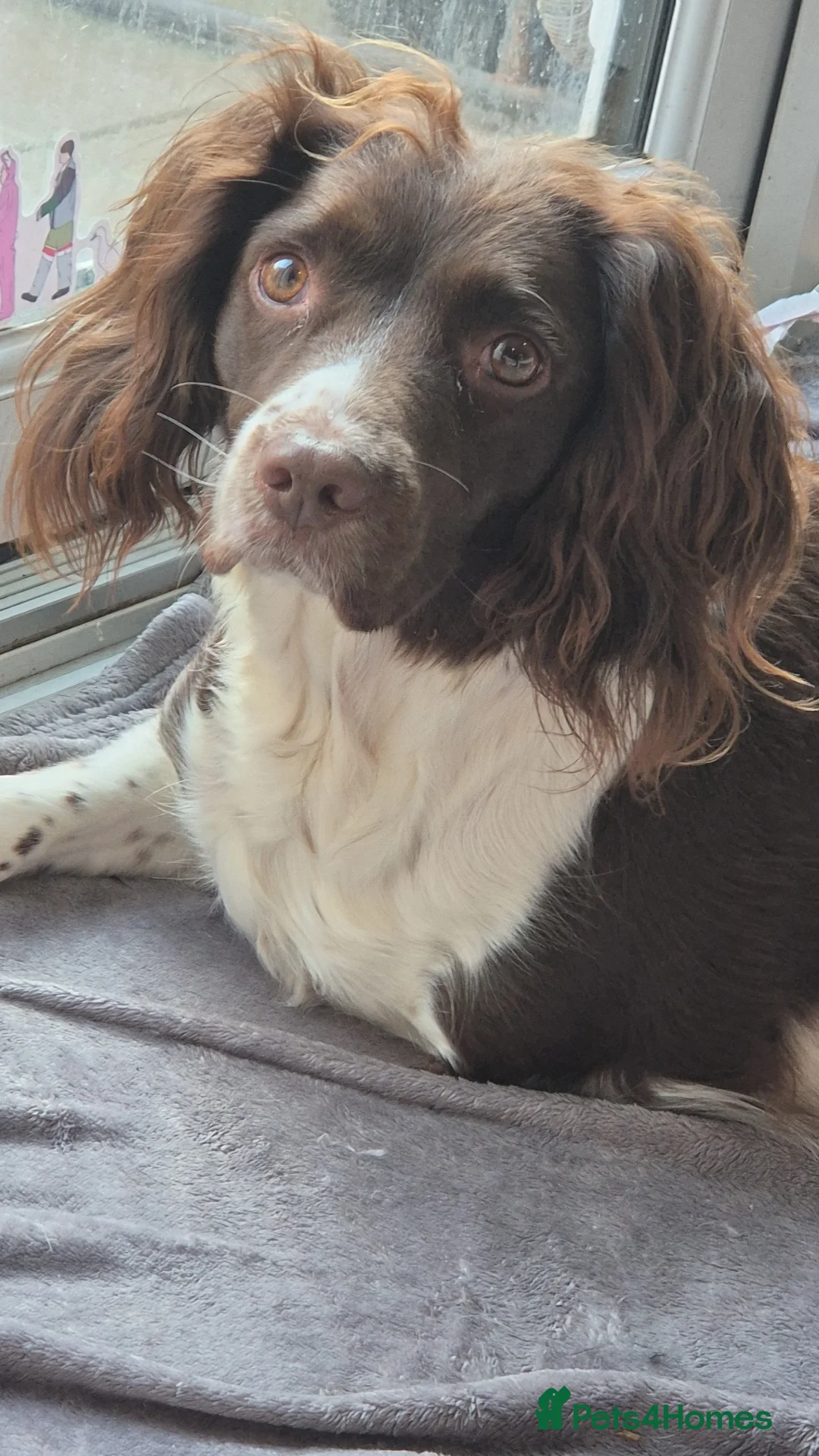 Sprocker dogs for sale: Last remaining sprocker male pup - Advert 2