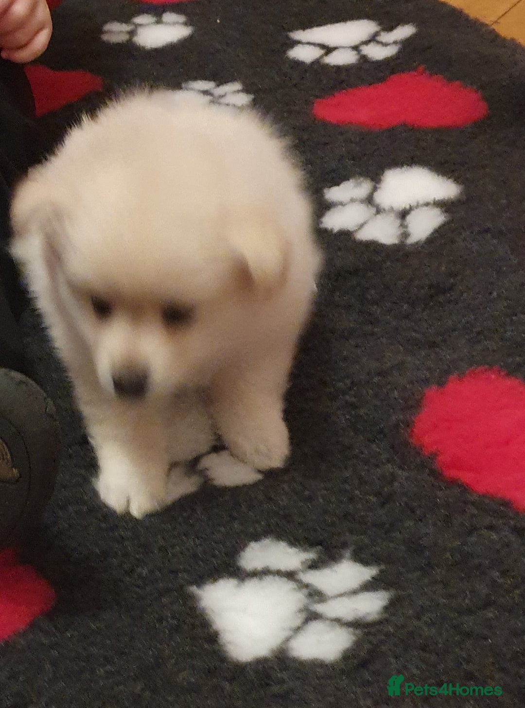 Pomeranian dogs for sale: Pomeranian pups  - Image 11