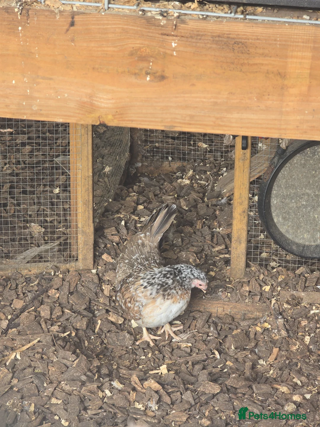 Chickens poultry for sale: Malaysian serama & pekin bantams. - Advert 3