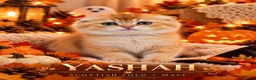 Scottish Fold cats for sale: Beautiful Scottish Boys Looking for Loving Homes - Advert 3