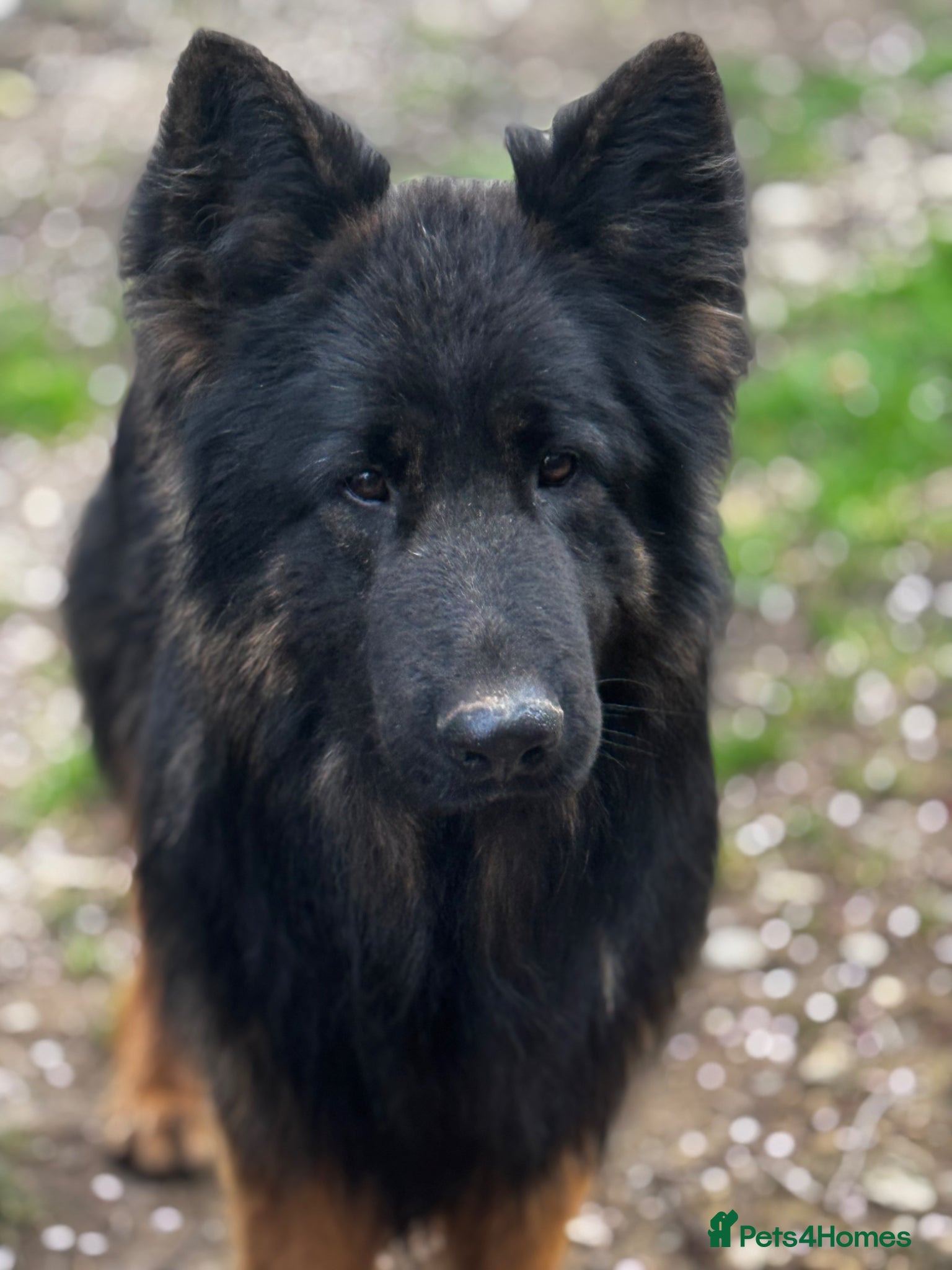 German Shepherd dogs ⭐️ kc reg male ‘creed’⭐️ - Advert 3