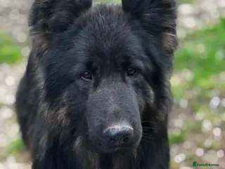 German Shepherd dogs ⭐️ kc reg male ‘creed’⭐️ - Advert 7