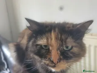 Mixed Breed cats Mix breed rag doll - Advert 2