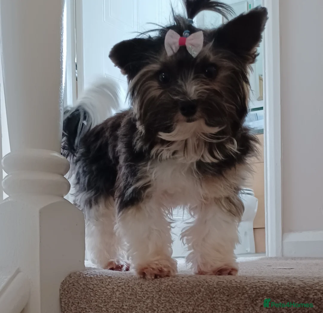 Biewer Terrier dogs for stud: Purebred Pedigree Biewer Terrier Stud in Merthyr Tydfil - Advert 12