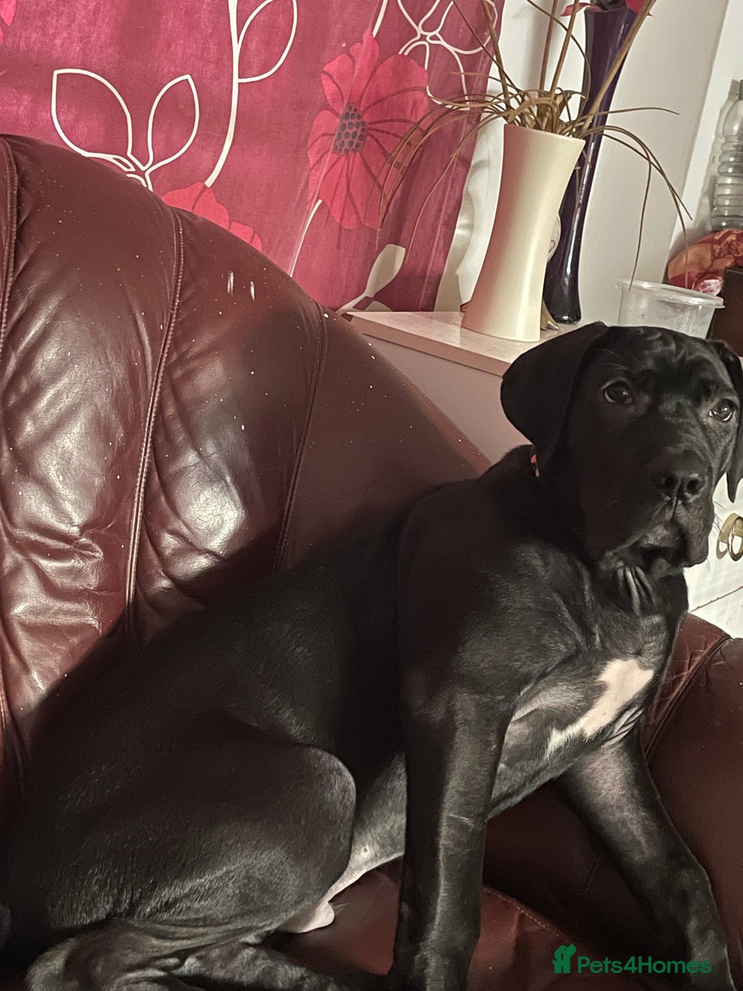 Cane Corso dogs for sale: 4 month old Cane Corso - Advert 6