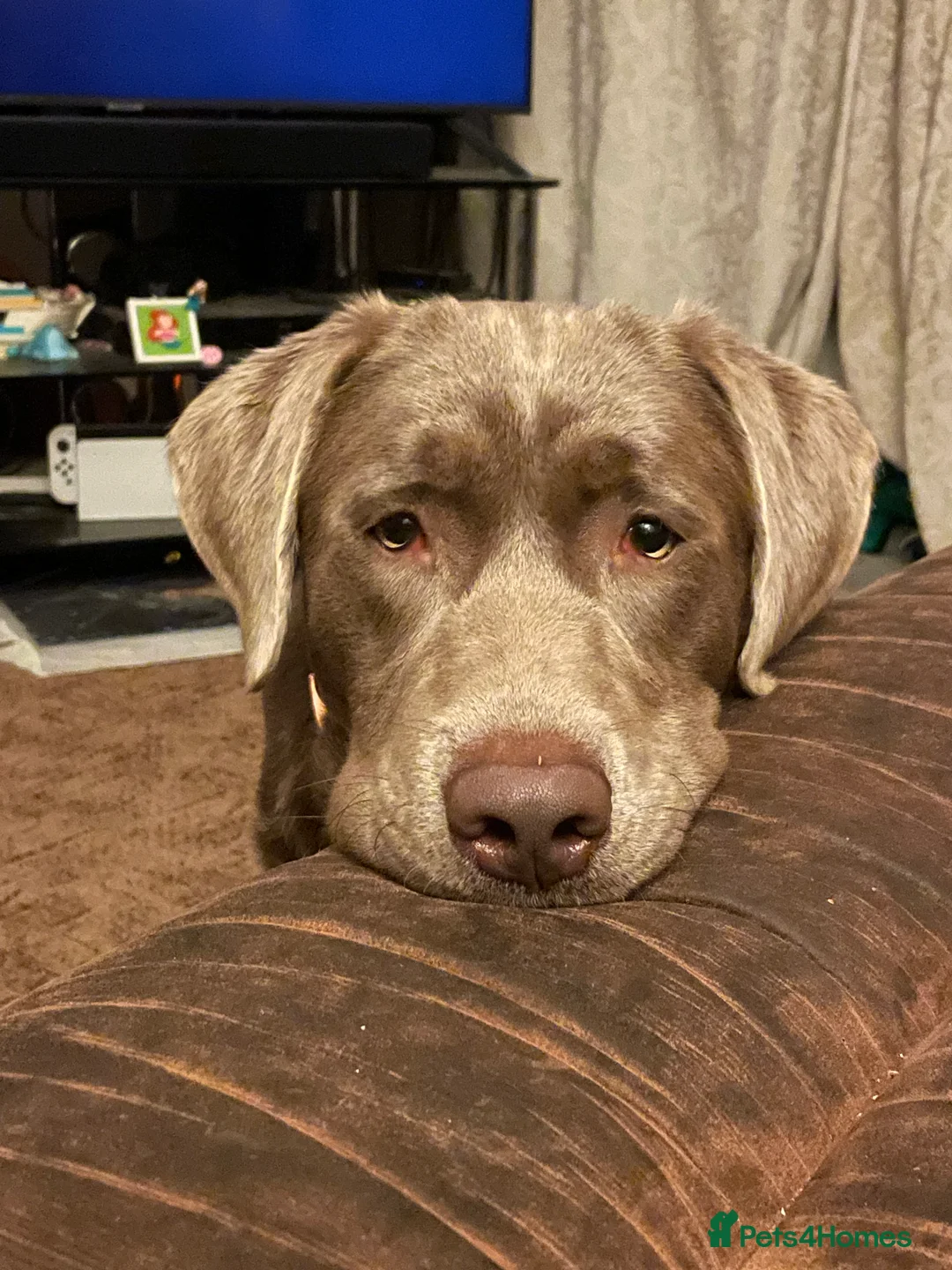 Labrador Retriever dogs for stud: Stud Silver Labrador - Advert 4