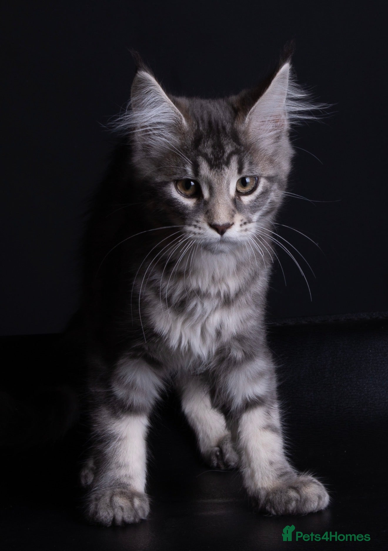 Maine Coon cats Maine coon kitten Juliet “juju” - Advert 15