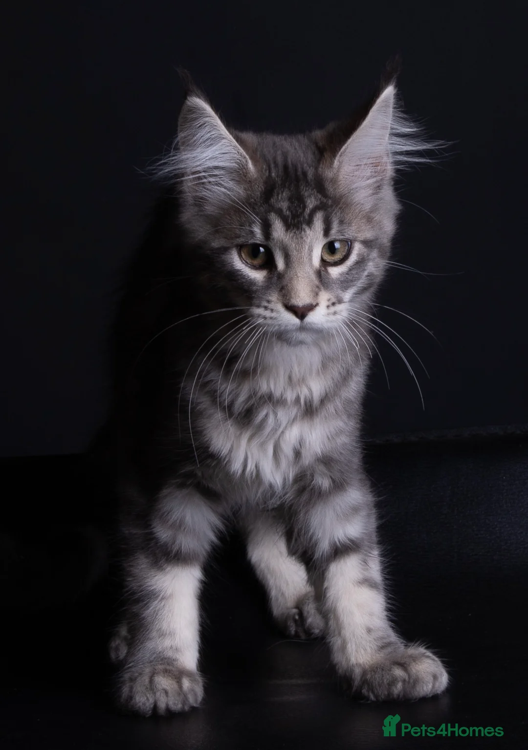 Maine Coon cats for sale: Maine coon kitten Juliet “juju” - Advert 1