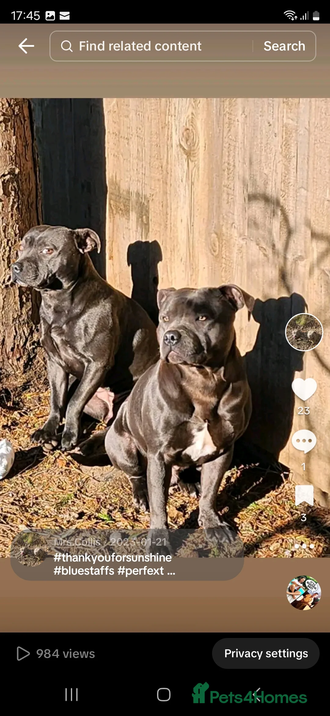 Staffordshire Bull Terrier dogs for sale: Fully suited Blues KC registered  - Advert 12
