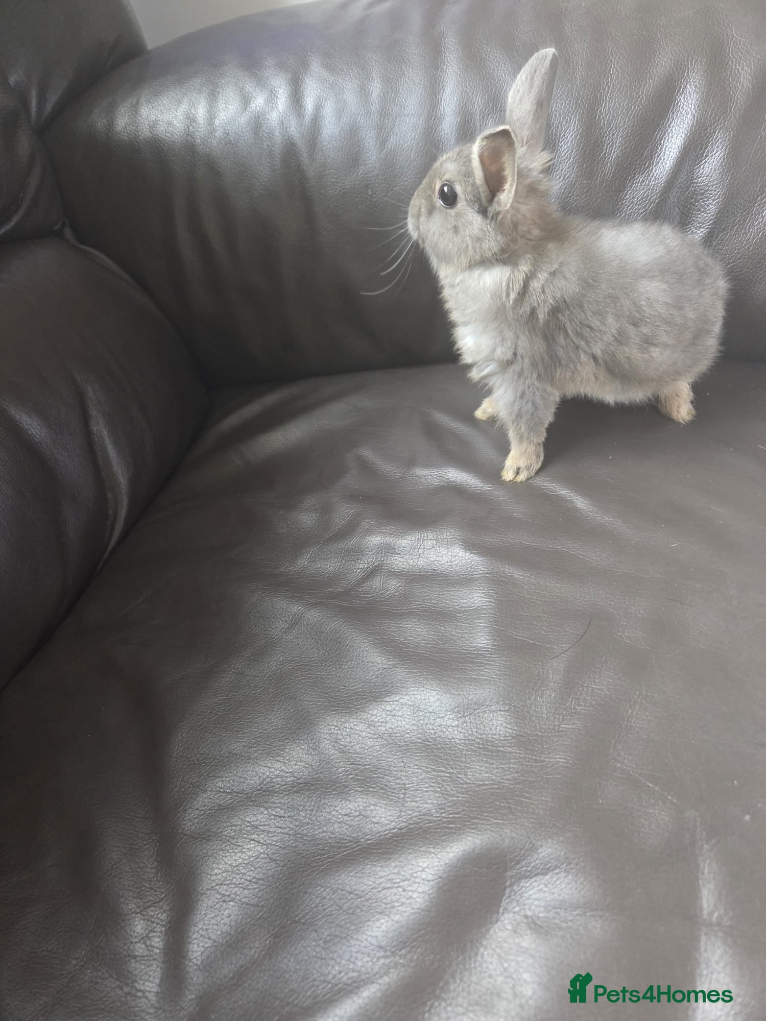 Mixed Breed rabbits for sale: 4 Baby (2 black) bunnies looking for forever homes - Advert 5