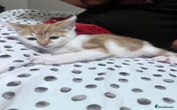 British Shorthair cats for sale:  8-Week-Old Kittens Ready for Loving Homes 🐾 - Image 3
