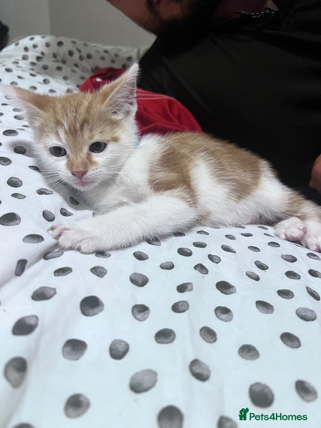 British Shorthair cats for sale:  8-Week-Old Kittens Ready for Loving Homes 🐾 - Image 3