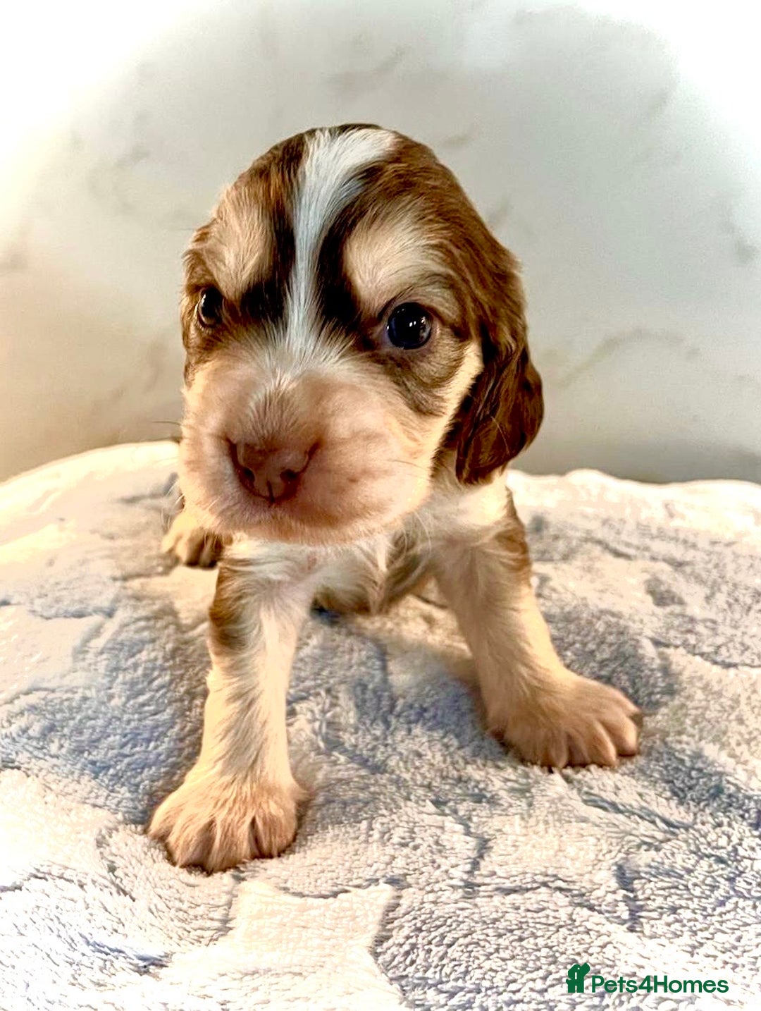 Cocker Spaniel dogs for sale: Fully health tested KC Cocker Spaniel puppies - Image 7