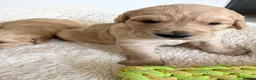 Golden Retriever dogs for sale: Beautiful KC Golden Retrievers  - Advert 18