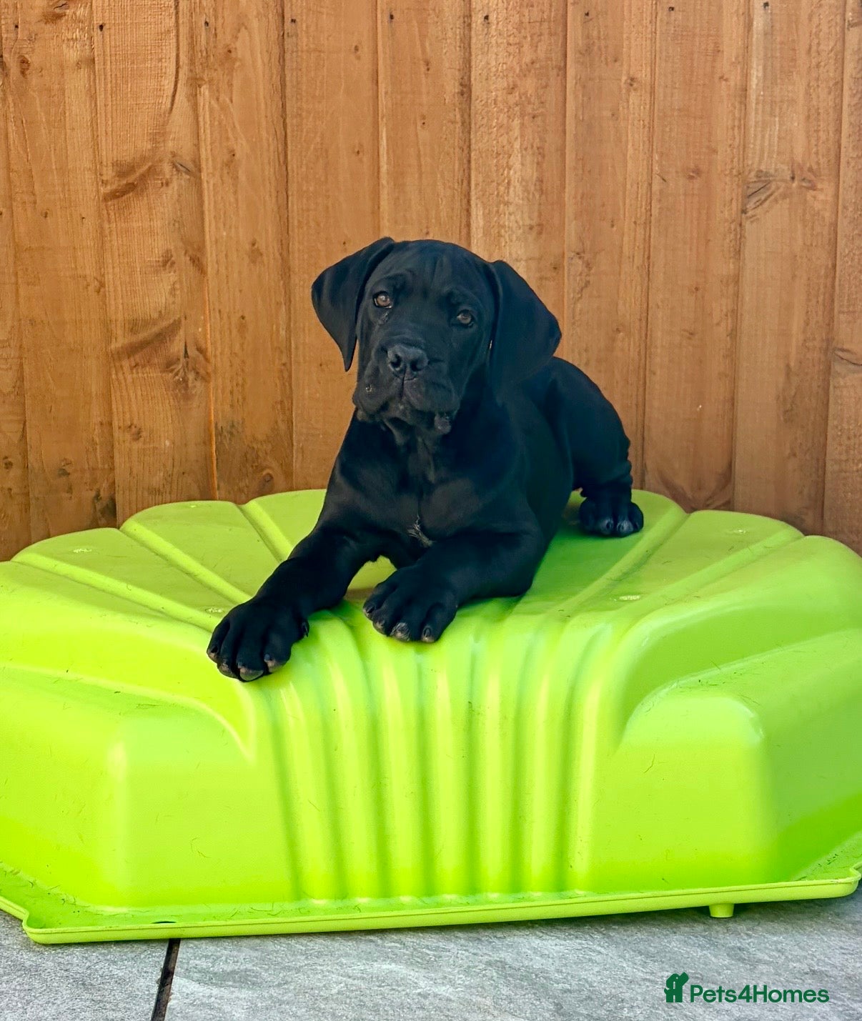 Cane Corso dogs Ready to Collect Fully Vaccinated Champion Lines - Advert 1