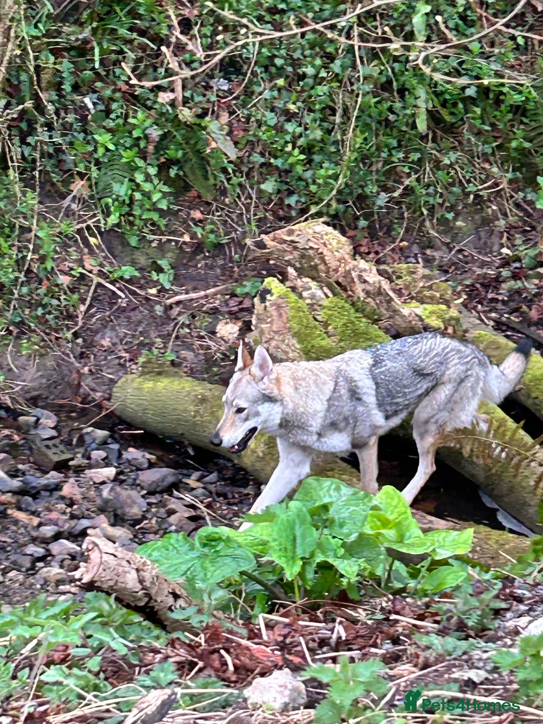 Saarloos Wolfdog dogs for sale: Czechoslovakian wolf dog Adult female  - Advert 2