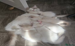 Ragdoll cats for sale: Ragdoll 2 girl🐈 and 3 boy🐈‍⬛. - Image 15