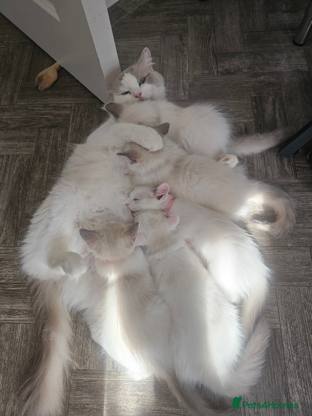 Ragdoll cats for sale: Ragdoll 2 girl🐈 and 3 boy🐈‍⬛. - Image 15