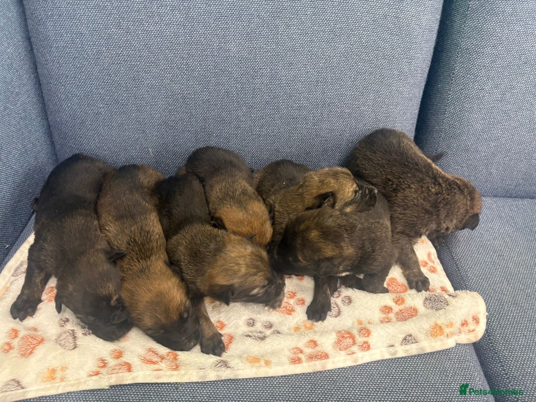 Belgian Shepherd Dog dogs for sale: 🐾Belgian Malinois Puppies Looking for Homes🐾 - Advert 2
