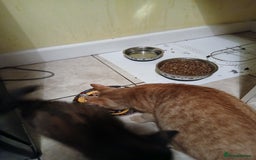 British Longhair cats for sale: Lovely fluffy girl kitten - Image 3