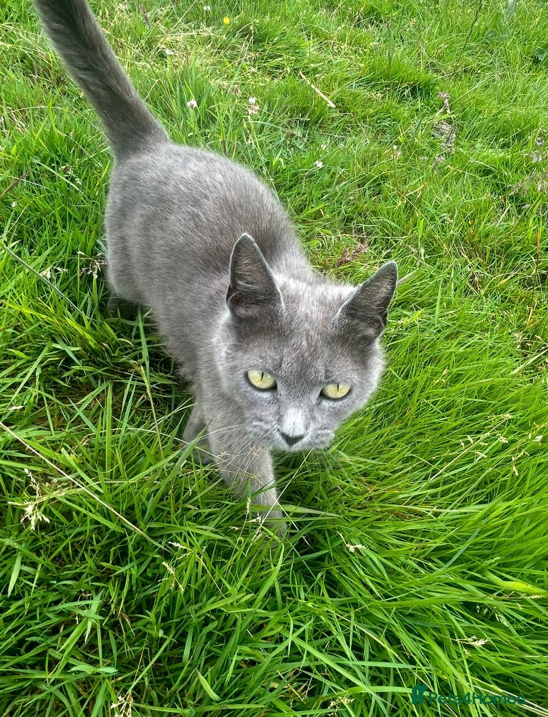 Ragdoll cats for sale: Rag doll X Kittens  - Advert 5