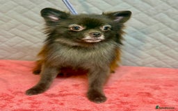 Pomeranian dogs for adoption: Choco: The Little Girl Who Learned to Trust Again - Image 2
