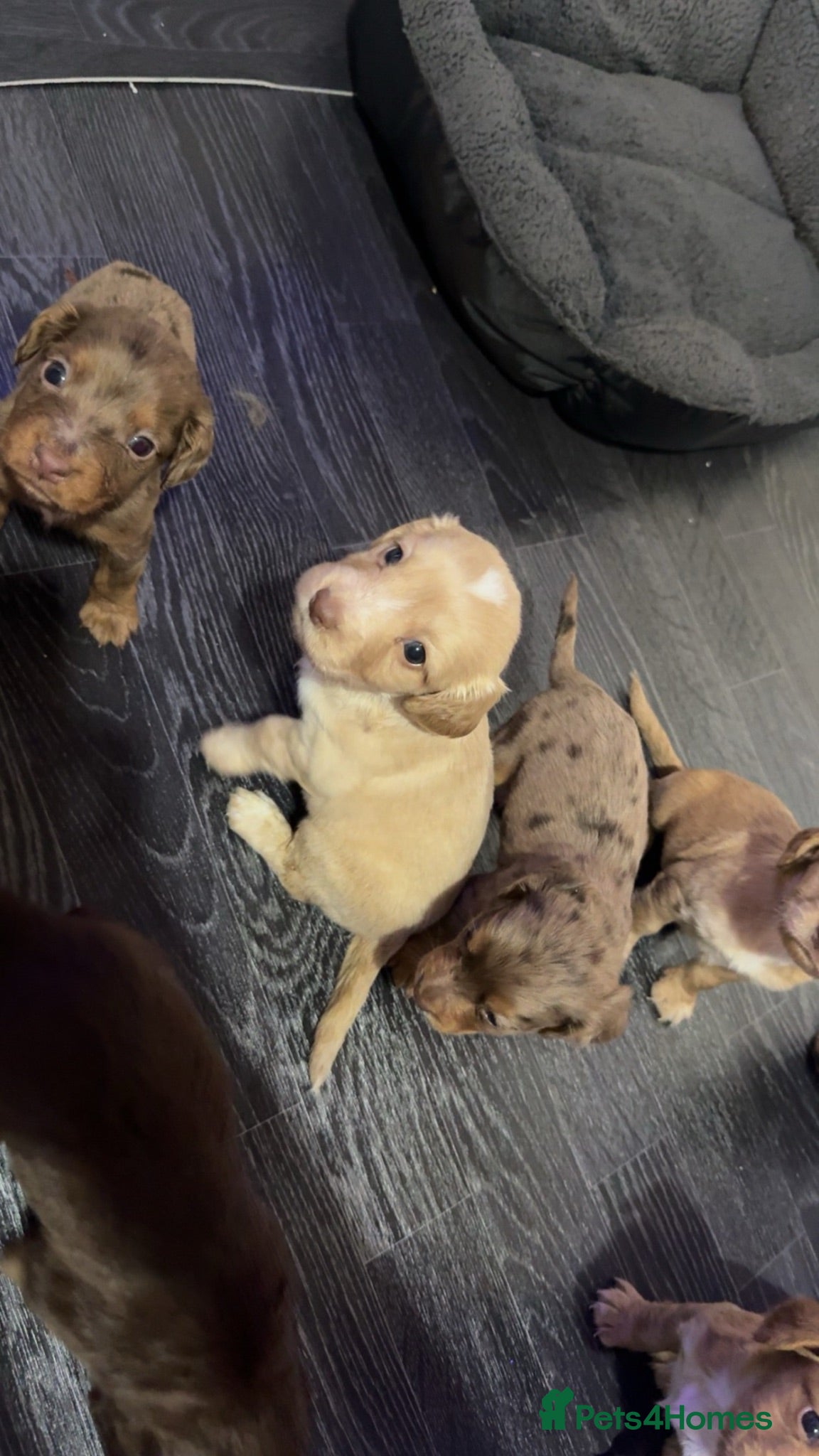 Cocker Spaniel dogs Cocker spaniel puppies  - Advert 9