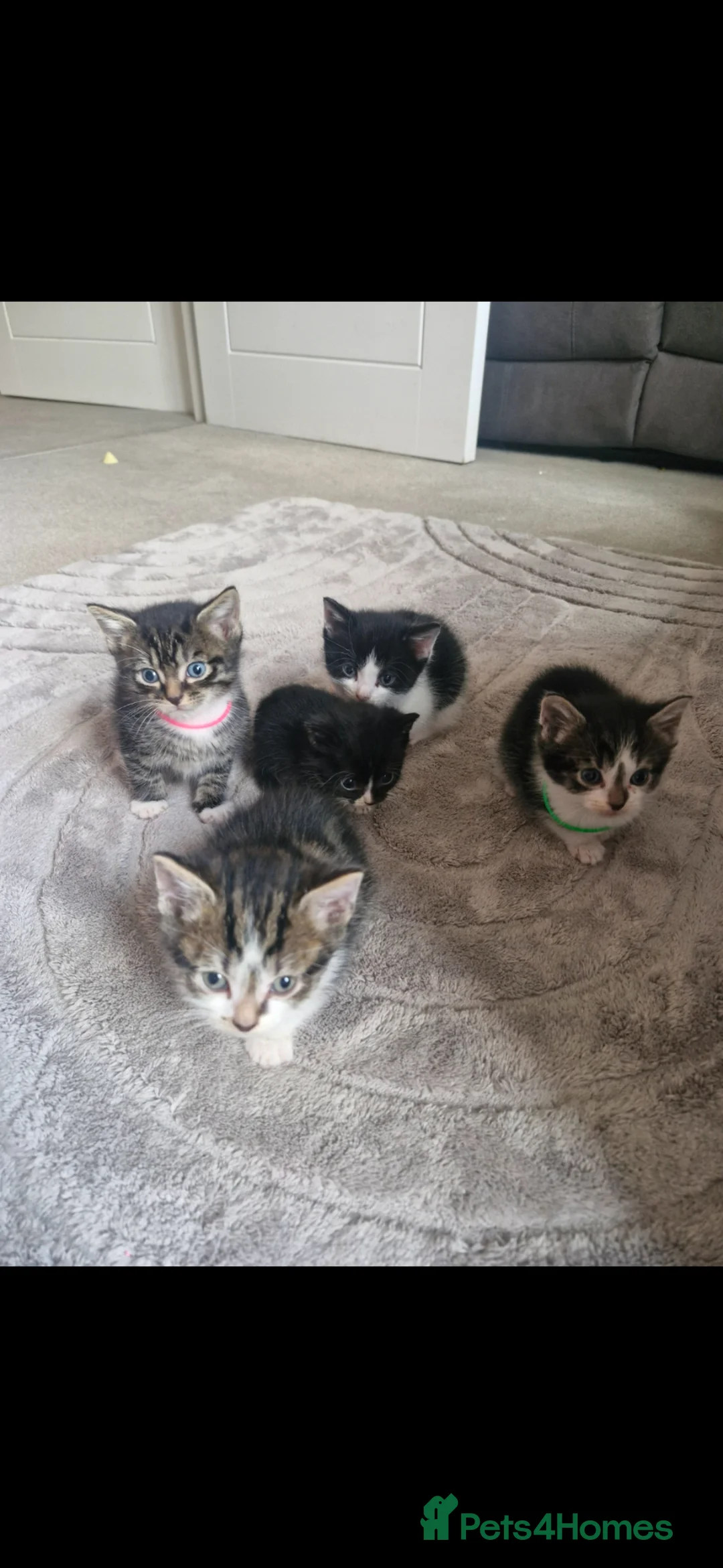 Domestic Shorthair cats for sale: Tabby kittens / domestic shorthair - Advert 2