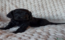 Cockapoo dogs for sale: Charming Cockapoo puppies. Pick your perfect pal! - Advert 3