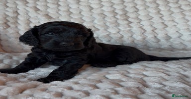 Cockapoo dogs Charming Cockapoo puppies. Pick your perfect pal! - Advert 1