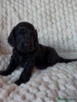 Cockapoo dogs Charming Cockapoo puppies. Pick your perfect pal! - Advert 1