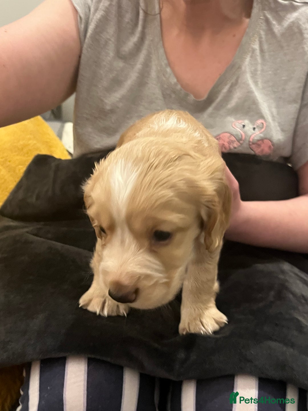 Sprocker dogs for sale: SPROCKER SPANIELS PUPPIES  - Advert 5